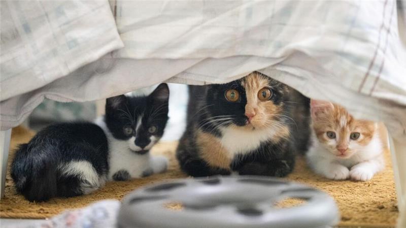 Tierschützer warnen: Ohne Geld keine Zukunft für Heime Die Heime sind voll, doch die Kassen bleibt leer. (Archivbild)