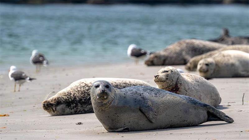 Helgolands Gretchenfrage: getrennt oder vereint? Die Helgoländer Düne ist ein Paradies für Seehunde und Kegelrobben. Sie verdrängen zunehmend Badegäste. (Archivbild)