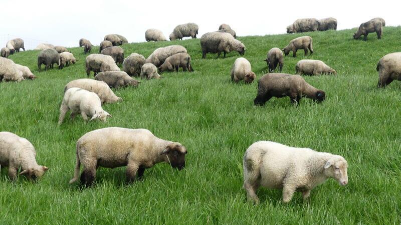 Deichschutz: Warum Schäfer Reuscher Krautsand schon wieder verlässt Die Herde von Daniel Reuscher ist zu klein für den Deichpflege-Job. Vergrößern will er nun doch nicht mehr.