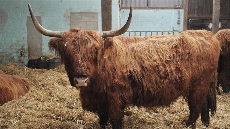 Die Highland-Rinder, die circa ein Stockmaß von 130 cm und ein Gewicht von 500 kg erreichen, stehen in den Wintermonaten in einem großzügigen Offenstall. Das ist eines der weiblichen Tiere, auch Färse genannt.
