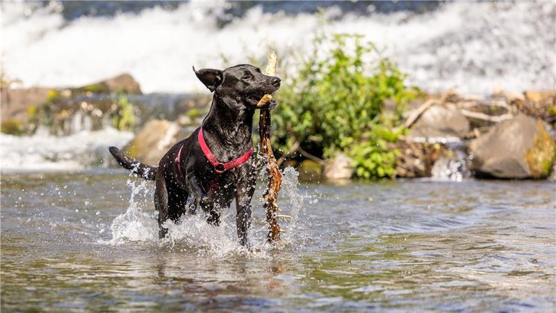 Die Hitze abschütteln - ein Hund spielt in der Lahn.