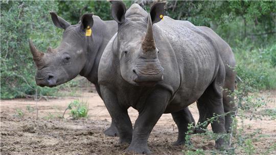 Die Hörner von Nashörnern sind heiß begehrt - vor allem in Asien.