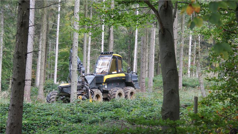 Für mehr Artenreichtum: Im Naturschutzgebiet Braken fallen Bäume Die Holzernte beginnt: Auch in der Revierförsterei Harsefeld werden jetzt Bäume mit Hilfe eines Harvesters gefällt.