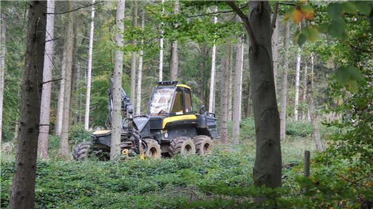 Die Holzernte beginnt: Auch in der Revierförsterei Harsefeld werden jetzt Bäume mit Hilfe eines Harvesters gefällt.