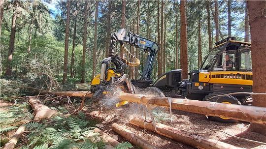 Die Holzerntemaschine, ein sogenannter Harvester, schneidet Fichten.