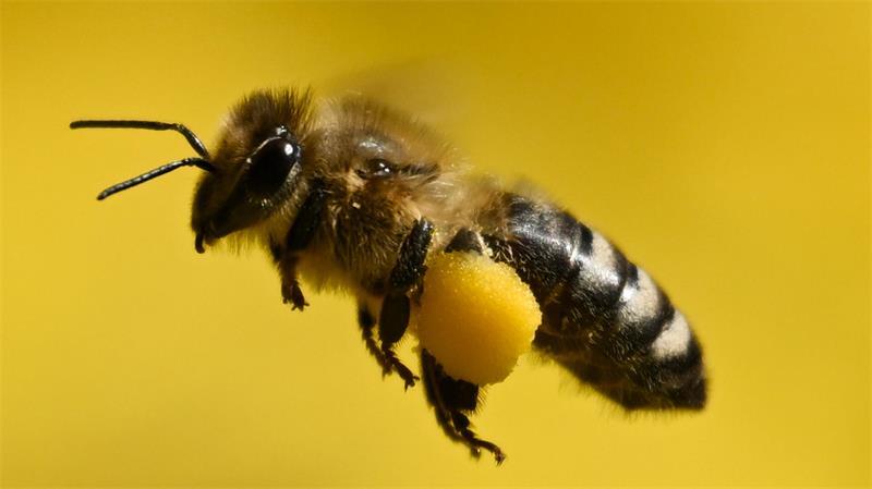 Insektengiftallergie: Buxtehuder Arzt beantwortet die wichtigsten Fragen Die Honigbiene gilt als wenig aggressiv. Nach einem Stich verbleibt der Bienenstachel meist (aber nicht immer) samt Giftsack in der Haut.