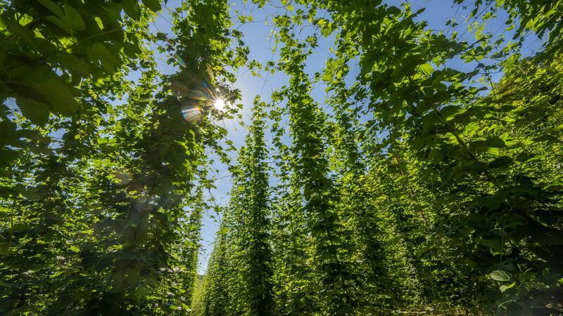 Weniger Bier und zu viel Hopfen Die Hopfenernte fiel 2023 gut aus.