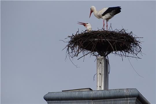 Die Horneburger Schloss-Störche „Jakob“ und „Adele“ richten sich im Nest auf dem Turm ein. Foto: Ingrid Duncker