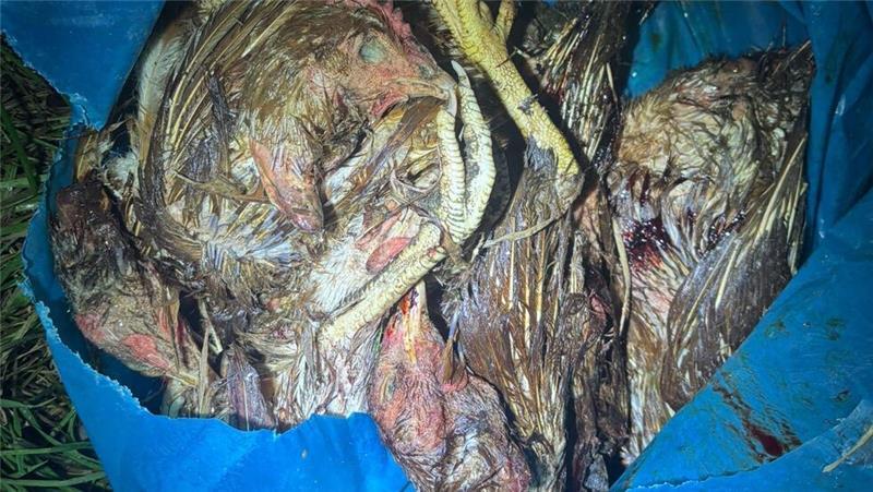 Tote Hühner an A26: Peta setzt diese Belohnung aus Die Hühner lagen in einem Müllsack.