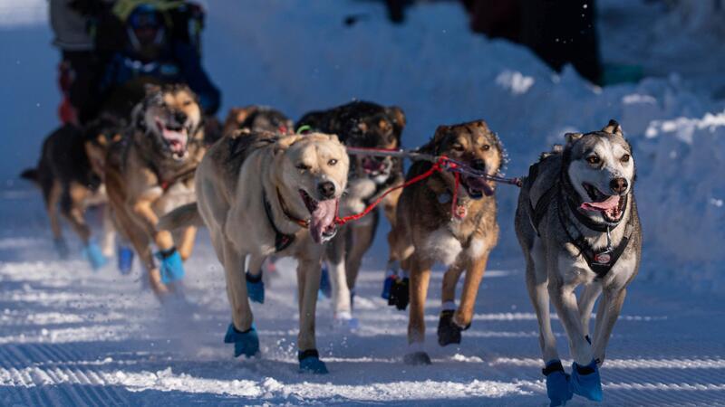 Die Hunde des Teams von Riley Dyche beim Start des Iditarod Trail Hundeschlittenrennens in Anchorage.
