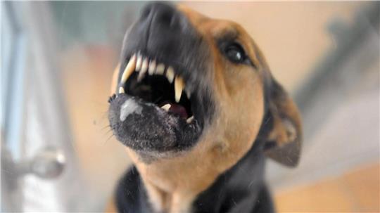 Die Hunde, die kürzlich in Loxstedt-Nesse Kinder angriffen, waren offenbar schon früher auffällig.