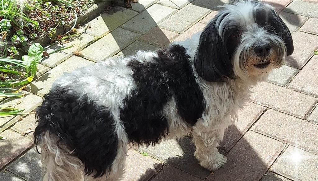 Die Hundedame von Anja Ehlers heißt Bella.