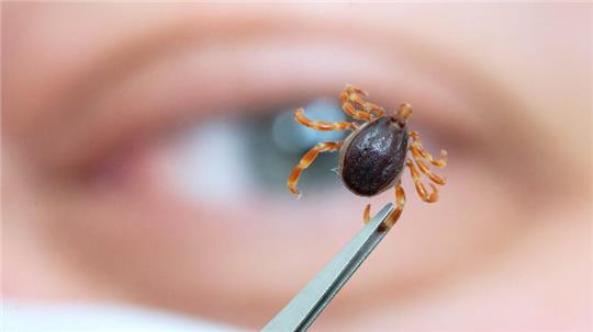 Ein Mitarbeiter des Instituts für Zoologie, Fachgebiet Parasitologie, der Universität Hohenheim, zeigt eine tote Haarige Hyalomma.