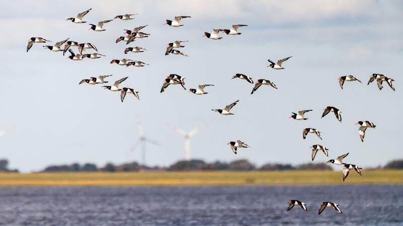 Wattenmeer stärker bedroht: Das sind die Gefahren Die IUCN hat mit Blick auf den Schutz des Wattenmeers einige Bedenken (Archivbild)