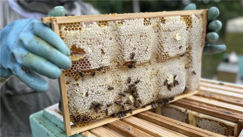 Bei diesem Ahlerstedter dürfen Königinnen alt werden - und machten ihn gesund Die Imkerei Schmolinski vertreibt Wabenhonig in kleinen rechteckigen Holzfassungen.