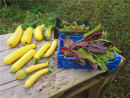 Die Initiative „ BeVegWas “ baut in Eilendorf viele verschiedene Gemüsesorten an – nach biologischen Richtlinien und nur mit pflanzlichem Dünger. Foto: Randy Mau