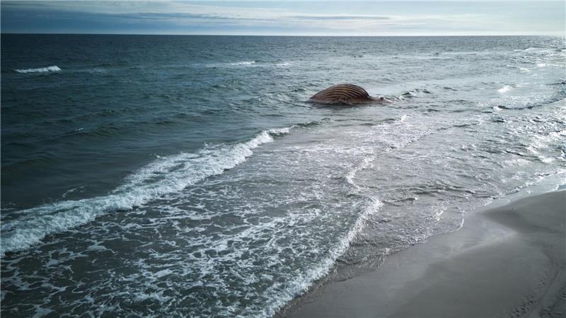 Toter Buckelwal wird jetzt öffentlich am Strand obduziert Die Insel ist ein beliebtes Urlaubsziel. Der verwesende Wal-Kadaver stört Anwohner und Badegäste. Deshalb soll er entfernt werden,