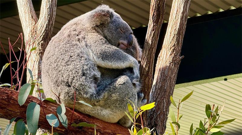 Crikey! Wie der „Crocodile Hunter“ unsterblich wurde Die Irwins leiten auch ein Schutzgebiet für Koalas, eine der bekanntesten Tierarten Australiens.