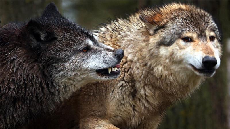 Die Jagd auf die angriffslustige Wolfs-Fähe im Cuxland war erfolgreich: Das Tier ist im Zuge einer Ausnahmegenehmigung abgeschossen worden. Symboltoto