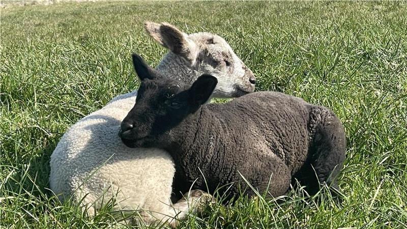 Die Jungtiere genießen die Frühlingstage auf dem Deich. 