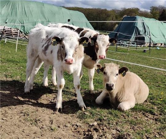 Die Kälber Cara, Hope und Brunhilde. Foto: privat