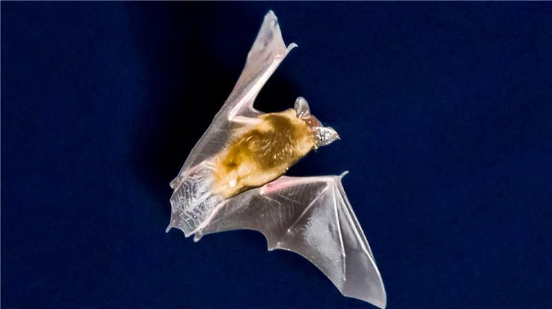 Die Kalkberghöhle in Bad Segeberg ist mit rund 30.000 Tieren das größte Überwinterungsquartier für Fledermäuse in Nordmitteleuropa. (Symbolbild)
