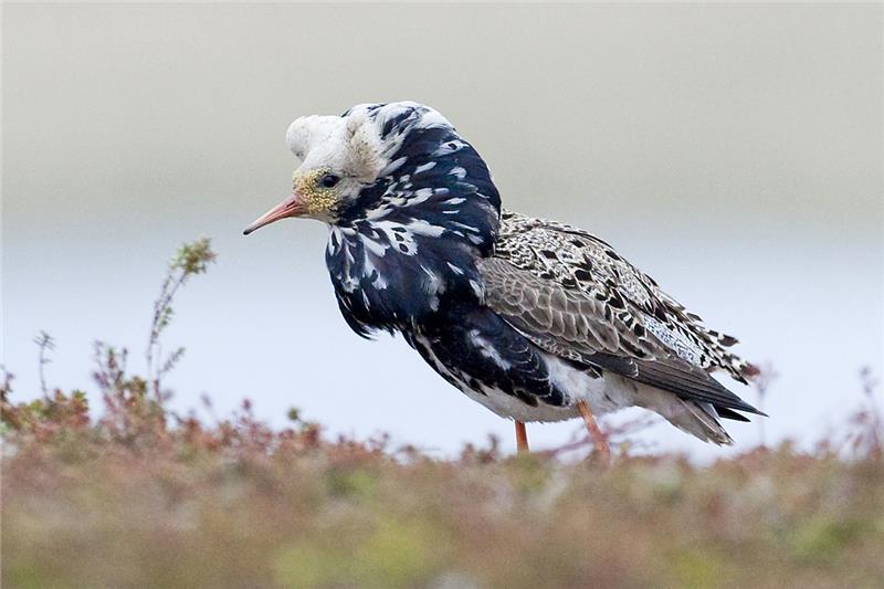 Naturschauspiel: Mehr als 1000 Kampfläufer rasten in Nordkehdingen Die Kampfläufermännchen zeigen bei der Balz ihre aufgestellte Halskrause. Je dunkler die Farbe, umso höher steht das Männchen in der Hierarchie. Foto Landkreis Stade/Hans-Joachim Schaffhäuser