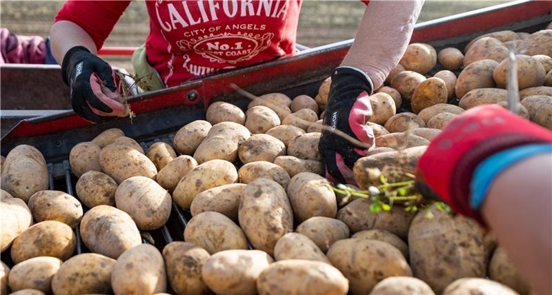 Die Kartoffel gewinnt in Zeiten der Getreidekrise wieder mehr am Bedeutung als Grundnahrungsmittel. Foto: Schulze/dpa