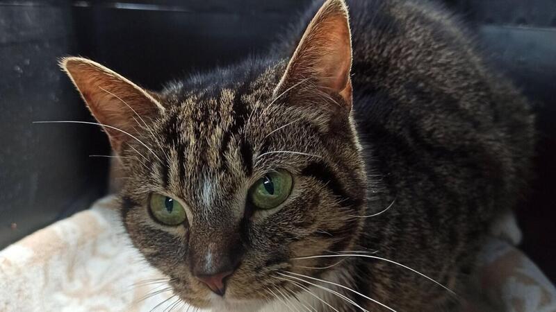 Angeschossen, gequält und zu Tode getreten: Mehr Fälle von Katzenhass Die Katze Bijou ist verschmust und an Menschen gewöhnt. Nur mit anderen Artgenossen versteht sie sich nicht.