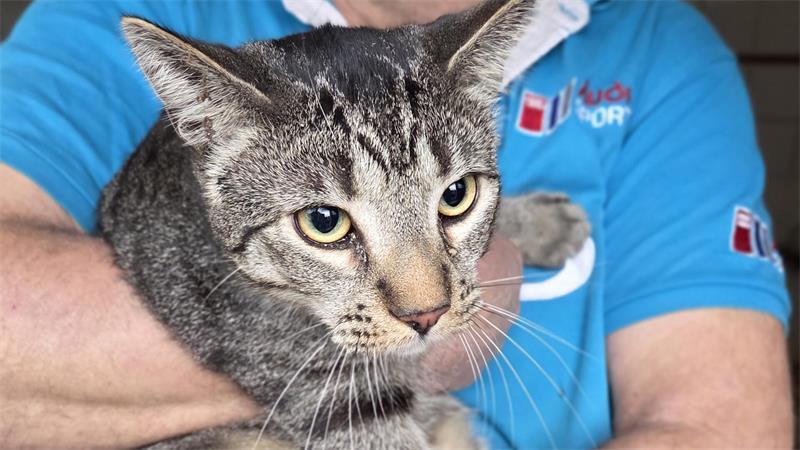 Die Katze konnte sich nicht selbstständig aus dem Schornstein befreien.