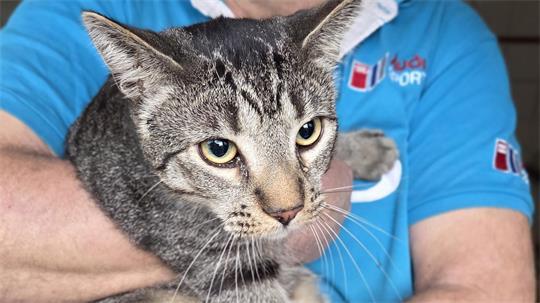 Die Katze konnte sich nicht selbstständig aus dem Schornstein befreien.