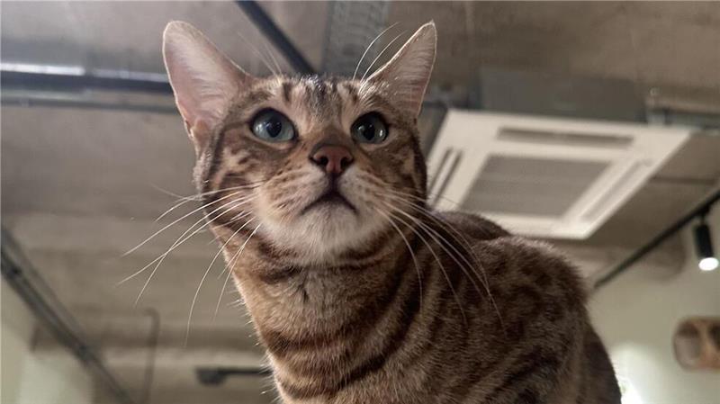 Menü mit Miau: Im Katzentempel treffen Samtpfoten auf Kulinarik Die Katzen finden im Café viele Rückzugsorte, von wo sie die Gäste beobachten können.