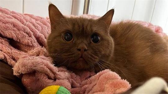 Die Katzen, hier eine Britisch Kurzhaar, wurden in Tierheimen untergebracht.