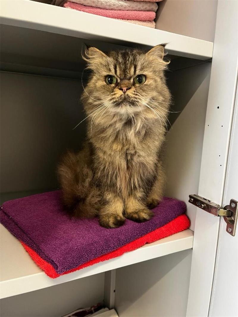 Die Katzen wurden medizinisch betreut und über Wochen gepflegt.