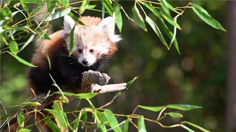 Die Katzenbären sind auch als „Bambusesser“, „Feuerfüchse“ oder „glänzende Katzen“ bekannt.