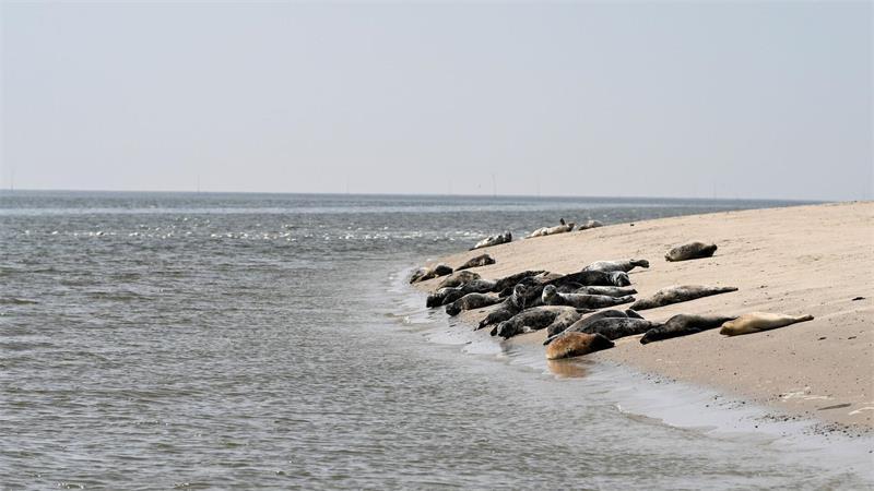 So viele Kegelrobben leben im Wattenmeer und auf Helgoland Die Kegelrobben fühlen sich im Wattenmeer wohl. (Archivbild)