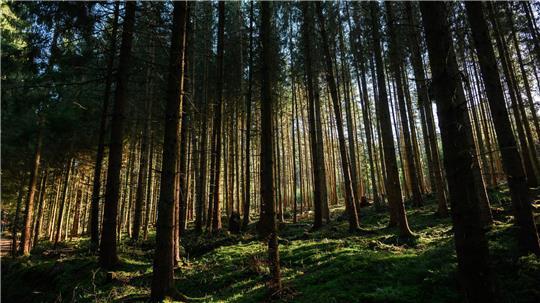 Die Kinder wurden rund 60 Kilometer südöstlich von Lissabon gefunden. (Symbolbild)