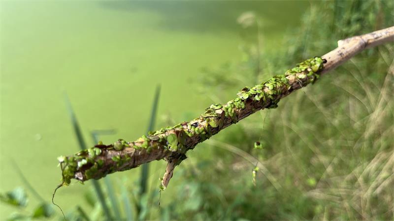 Wasser marsch: Fontäne im Harsefelder Klosterteich jetzt in Betrieb Die Kleine Wasserlinse - umgangssprachlich auch als Entengrütze bezeichnet.