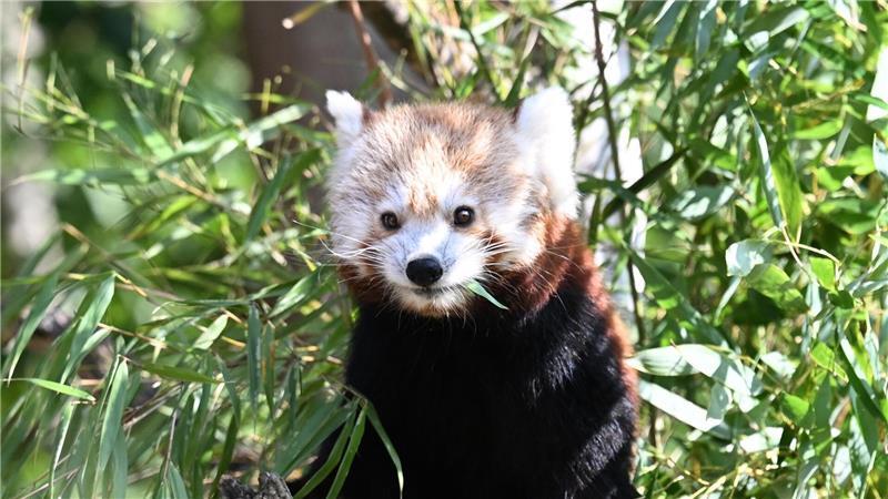 Die Kleinen Pandas fressen gerne Bambus.