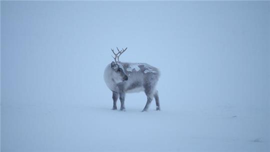 Die Klimakrise trifft die Spitzbergen-Rentiere, die als die „Gefährten des Weihnachtsmanns“ gelten.