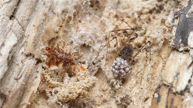 Knochensammler-Raupe trägt Überreste ihrer Beute als Tarnung Die Knochensammler-Raupe lebt ausschließlich in Spinnennetzen und tarnt sich, um nicht von ihrem ahnungslosen Spinnenwirt entdeckt zu werden.