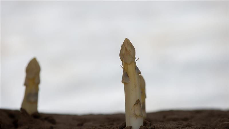 So bauen Sie Spargel im Garten selber an Die Knospenanlagen sollten in Längsrichtung des angelegten Grabens liegen.