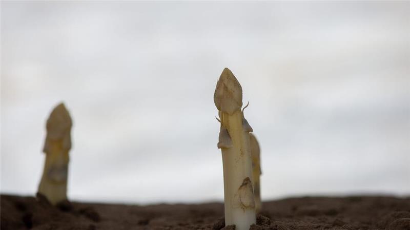 So bauen Sie Spargel im Garten selber an Die Knospenanlagen sollten in Längsrichtung des angelegten Grabens liegen.