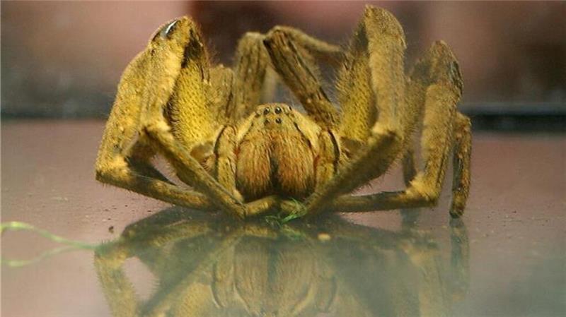 Die Körperlänge einer Bananenspinne (ohne Beine) kann bis zu fünf Centimeter betragen. (Archivbild)
