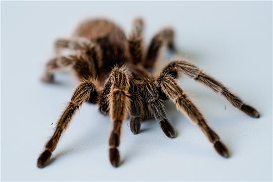 Die Krabbeltiere waren in Plastiktüten verpackt. Die meisten lebten. Symbolfoto: dpa