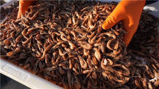 Krabbenfischer nach guten Fängen erleichtert Die Krabbenfischer in Schleswig-Holstein sind erleichtert über eine gute Fangsaison.