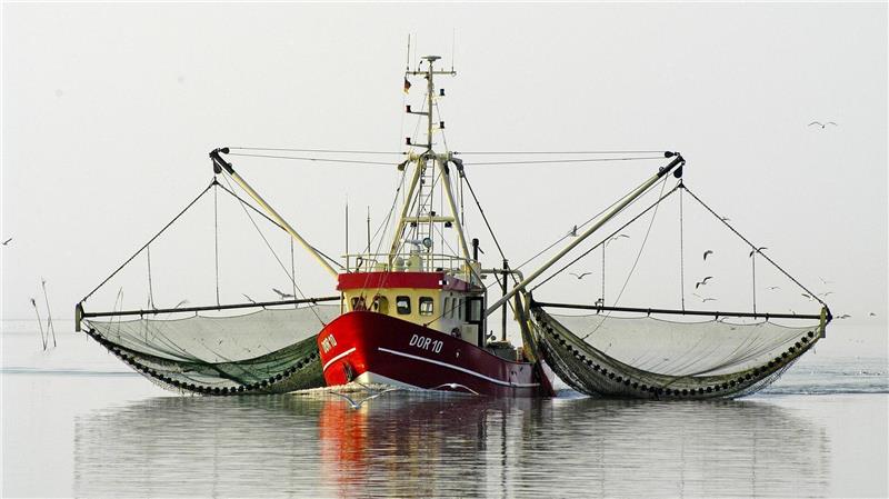 Nordseekrabben brauchen keinen Umweg über Afrika Die Krabbenfischerei ist ein beliebtes Fotomotiv, aber wirtschaftlich gehen die Kutterkapitäne auf dem Zahnfleisch. Foto: Ulich
