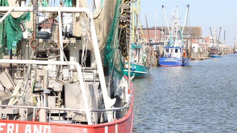 Die Krabbenkutter im Alten Fischereihafen sind ein echter Blickfang, doch in den vergangenen Jahren hatten die Fischer immer wieder mit geringen Fängen, Verboten und Krisen zu kämpfen.