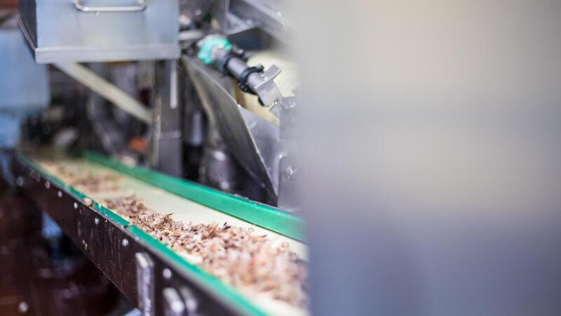 Die Krabbenpulmaschine von Alwin Kocken kommt in der Fischhandlung Kocken in Spieka-Neufeld fast täglich zum Einsatz. Die Maschine aus Edelstahl trennt das Krabbenfleisch vom Schalenpanzer fein säuberlich in Sekundenschnelle.