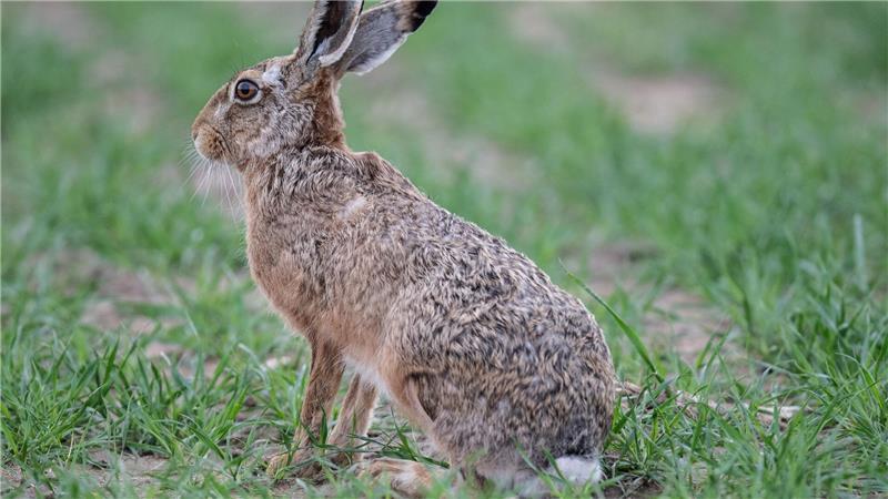 Myxomatose bei toten Feldhasen in Dithmarschen nachgewiesen Die Kreisverwaltung bittet darum, kranke Feldhasen und Wildkaninchen nicht einzufangen. (Symbolbild)